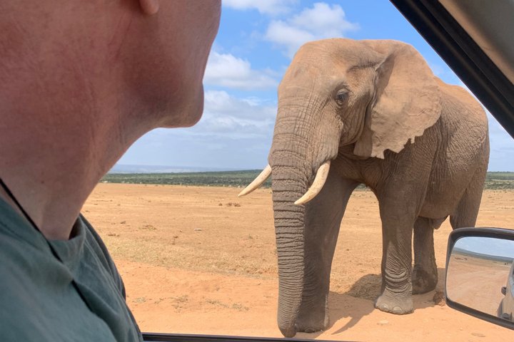 Addo Elephant National Park Private Tour