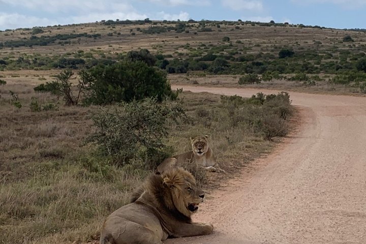 Addo Elephant National Park Private Tour