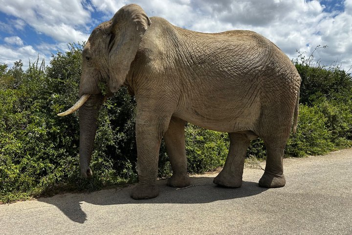 Addo Elephant National Park Private Tour