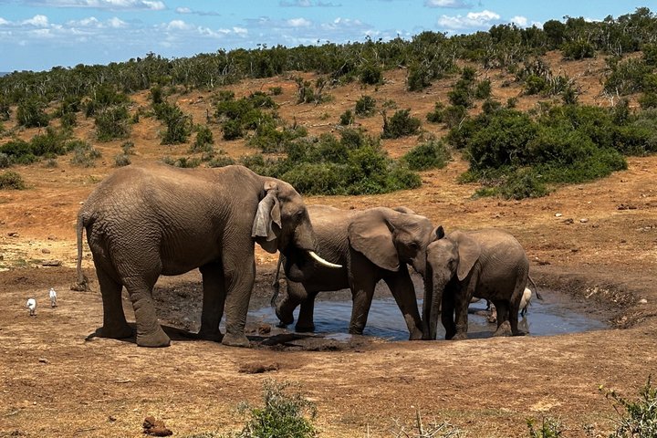 Addo Elephant National Park Private Tour