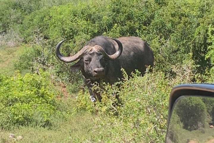 Addo Elephant National Park Private Tour