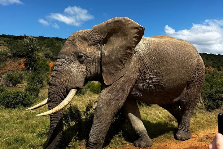 Addo Elephant National Park Private Tour