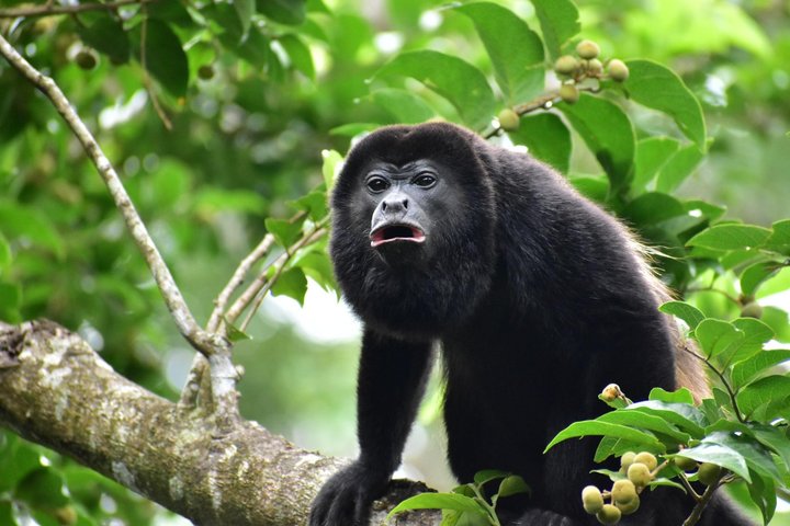 Sloth Watching , Coffee, Chocolate & waterfall Experience