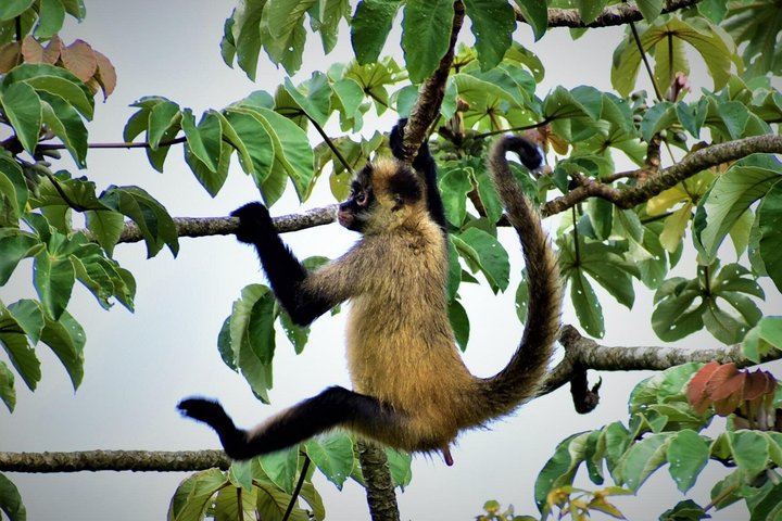 Sloth Watching , Coffee, Chocolate & waterfall Experience