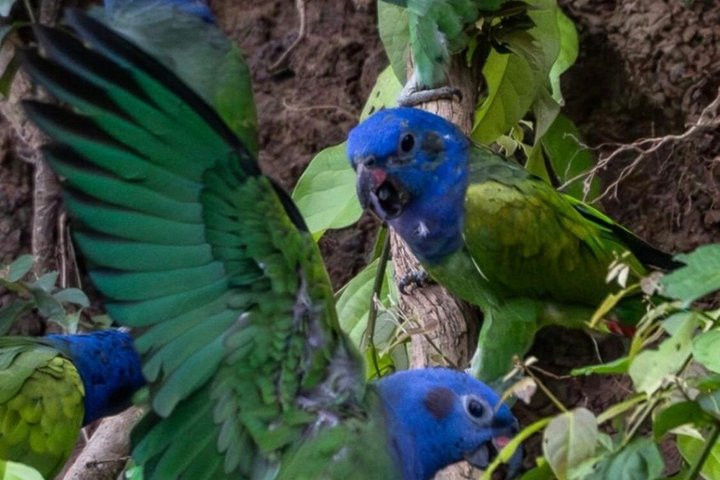 Parrots in Tambopata and search for sloths
