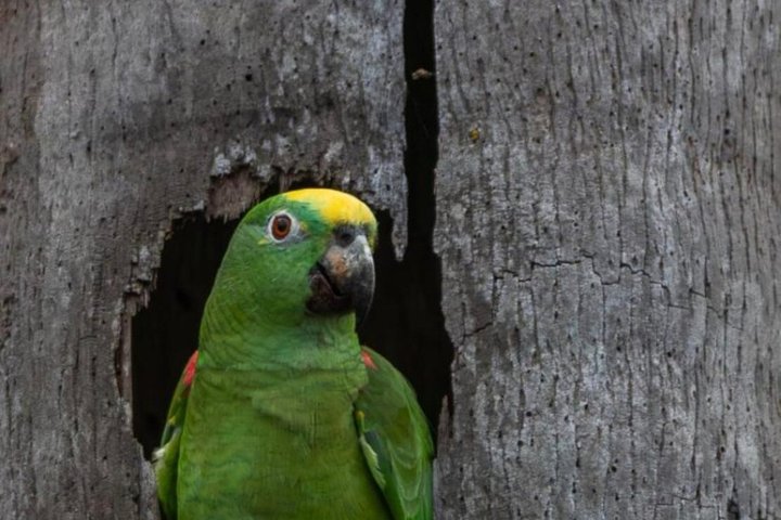 Parrots in Tambopata and search for sloths