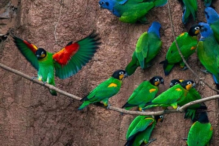 Parrots in Tambopata and search for sloths