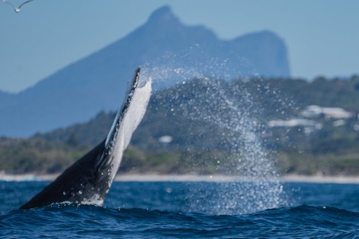 Whale Watching Tour - Fast Boat