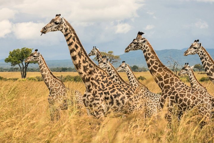 From Zanzibar: Mikumi 1-Day Safari with Scenic Flight & Lunch