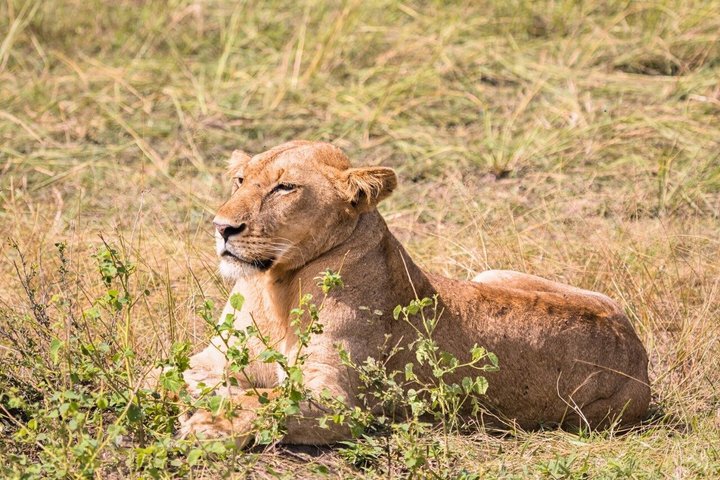 From Zanzibar: Mikumi 1-Day Safari with Scenic Flight & Lunch