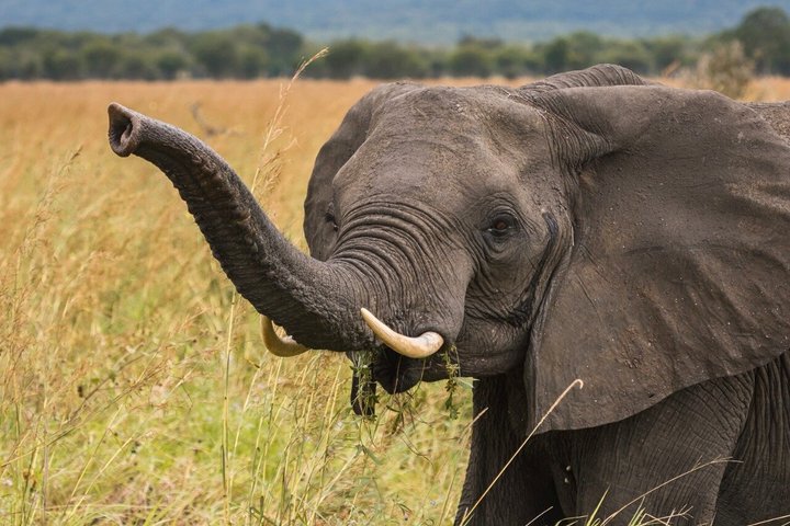 From Zanzibar: Mikumi 1-Day Safari with Scenic Flight & Lunch