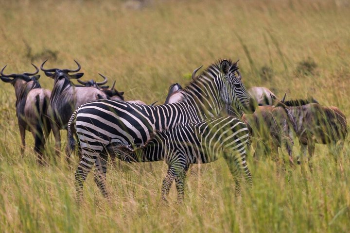 From Zanzibar: Mikumi 1-Day Safari with Scenic Flight & Lunch