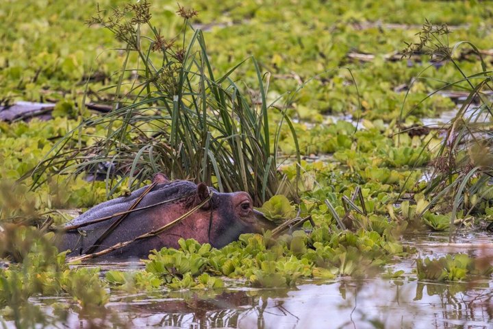 From Zanzibar: Mikumi 1-Day Safari with Scenic Flight & Lunch