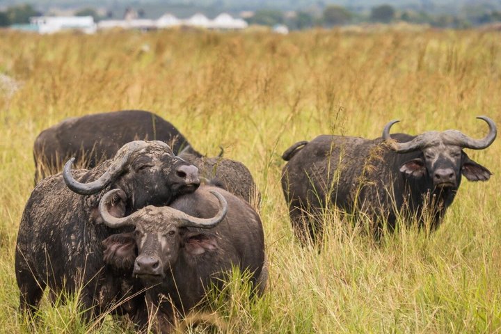 From Zanzibar: Mikumi 1-Day Safari with Scenic Flight & Lunch