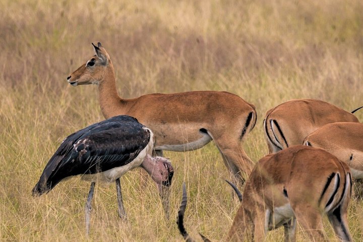 From Zanzibar: Mikumi 1-Day Safari with Scenic Flight & Lunch