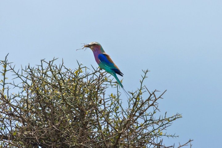 From Zanzibar: Mikumi 1-Day Safari with Scenic Flight & Lunch