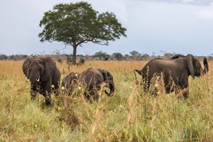 From Zanzibar: Mikumi 1-Day Safari with Scenic Flight & Lunch