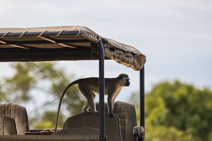 From Zanzibar: Mikumi 1-Day Safari with Scenic Flight & Lunch