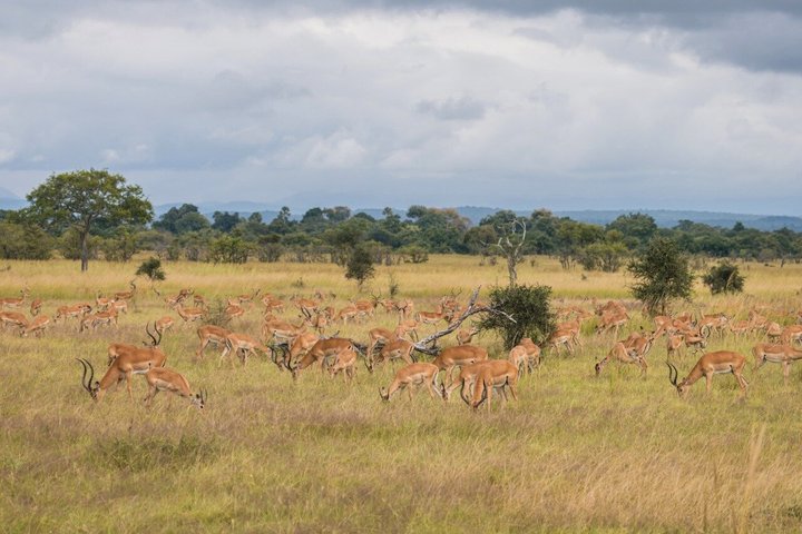 From Zanzibar: Mikumi 1-Day Safari with Scenic Flight & Lunch
