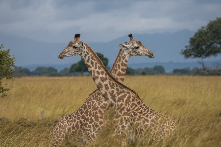 From Zanzibar: Mikumi 1-Day Safari with Scenic Flight & Lunch