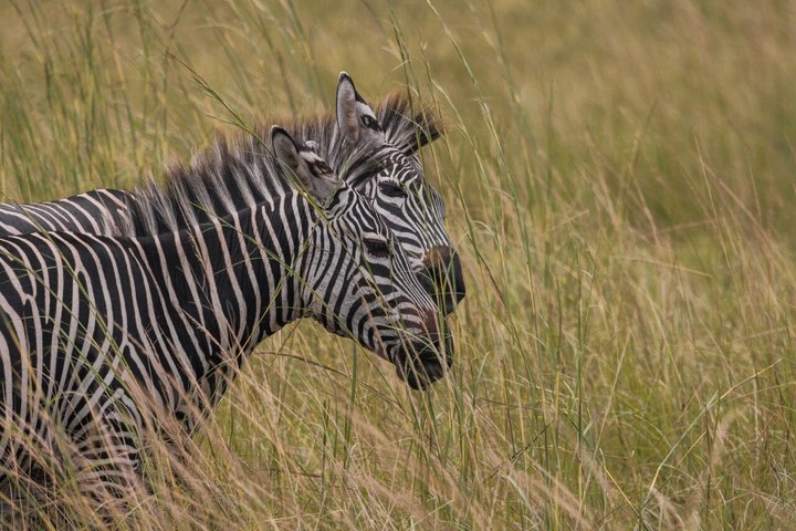From Zanzibar: Mikumi 1-Day Safari with Scenic Flight & Lunch