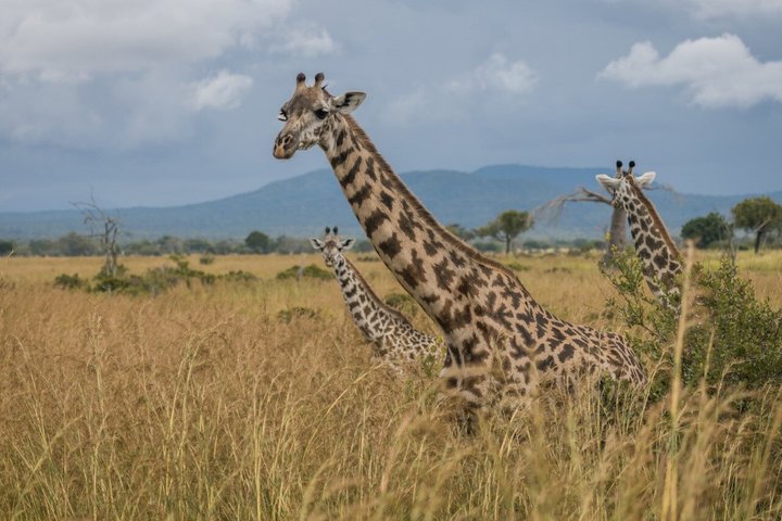 From Zanzibar: Mikumi 1-Day Safari with Scenic Flight & Lunch