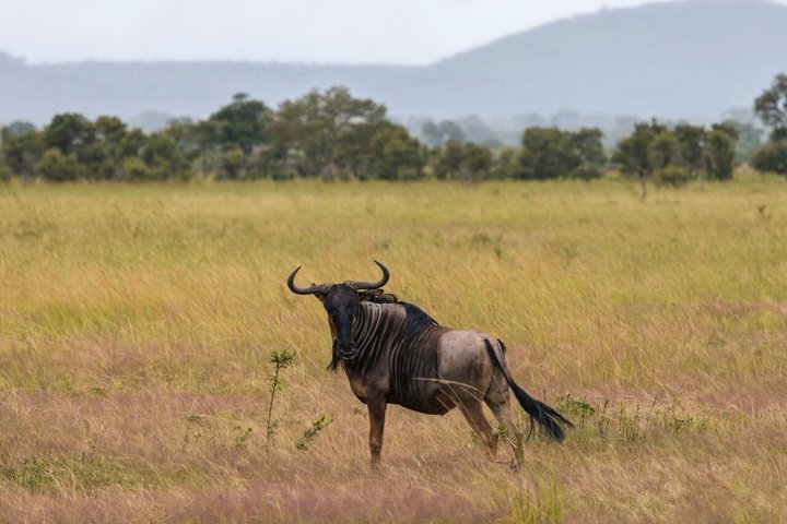 From Zanzibar: Mikumi 1-Day Safari with Scenic Flight & Lunch