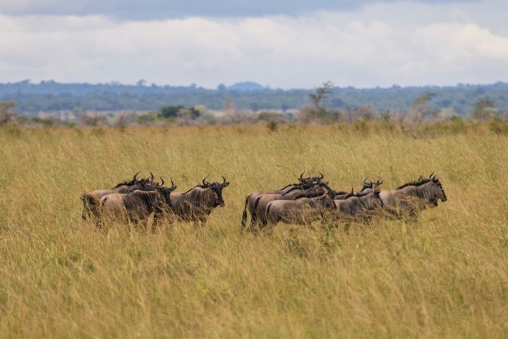 From Zanzibar: Mikumi 1-Day Safari with Scenic Flight & Lunch