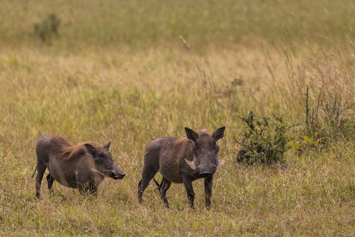 From Zanzibar: Mikumi 1-Day Safari with Scenic Flight & Lunch
