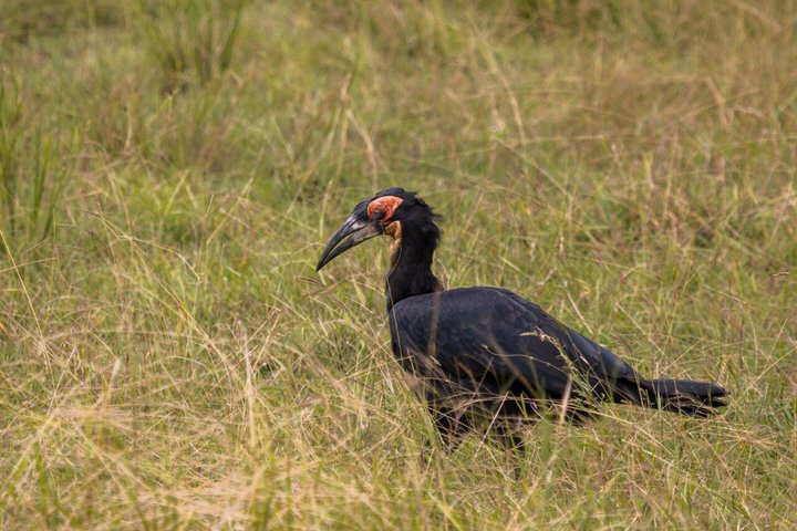 From Zanzibar: Mikumi 1-Day Safari with Scenic Flight & Lunch