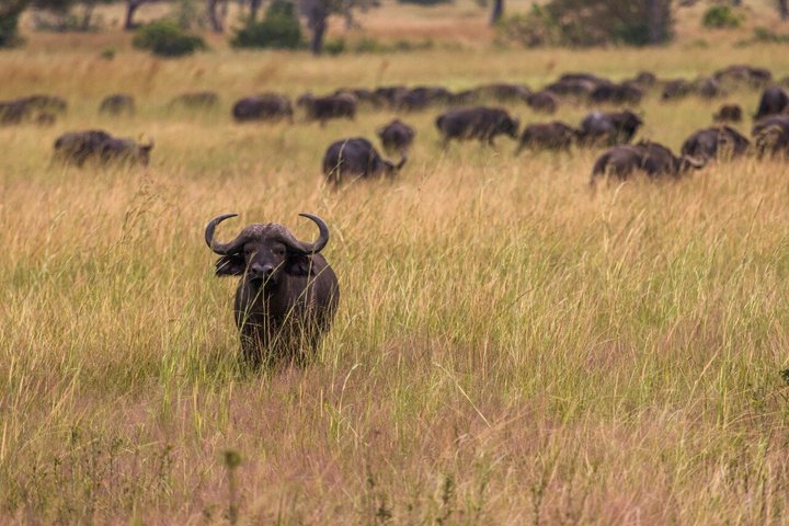 From Zanzibar: Mikumi 1-Day Safari with Scenic Flight & Lunch