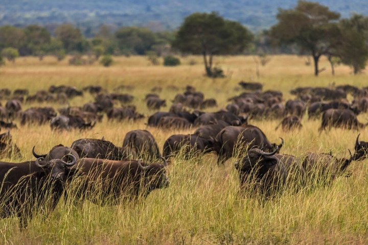 From Zanzibar: Mikumi 1-Day Safari with Scenic Flight & Lunch