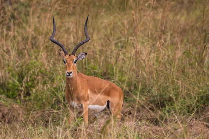 From Zanzibar: Mikumi 1-Day Safari with Scenic Flight & Lunch