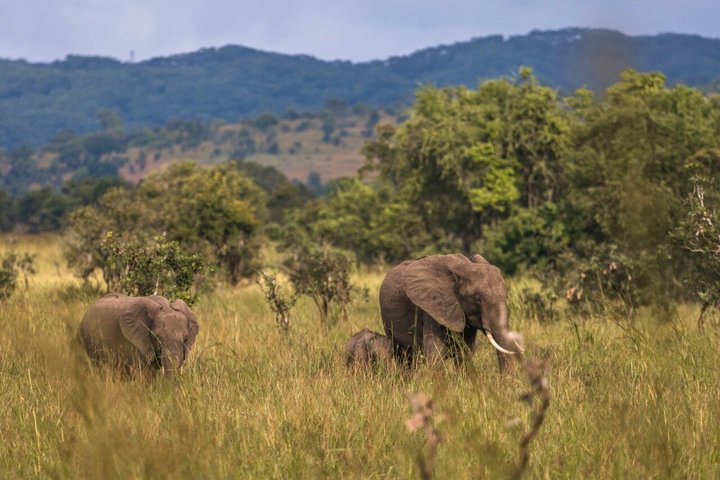 From Zanzibar: Mikumi 1-Day Safari with Scenic Flight & Lunch