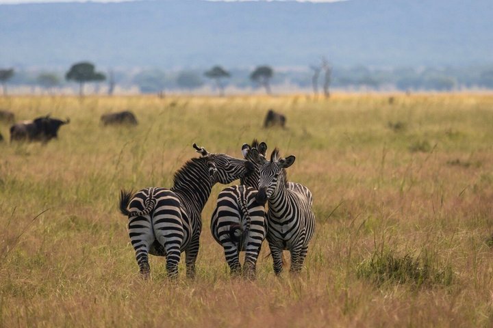From Zanzibar: Mikumi 1-Day Safari with Scenic Flight & Lunch