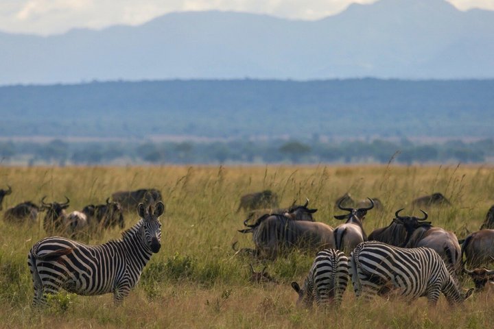 From Zanzibar: Mikumi 1-Day Safari with Scenic Flight & Lunch