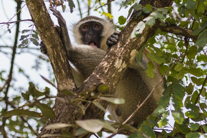 From Zanzibar: Mikumi 1-Day Safari with Scenic Flight & Lunch