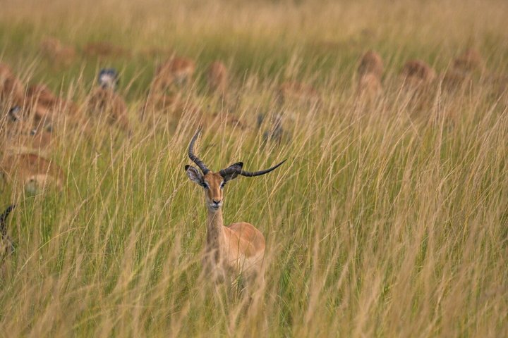 From Zanzibar: Mikumi 1-Day Safari with Scenic Flight & Lunch