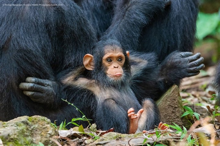 Ngamba Island Chimpanzee Experience, Entebbe and Victoria Tour