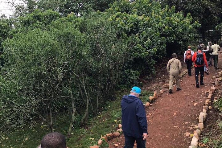 Ngamba Island Chimpanzee Experience, Entebbe and Victoria Tour