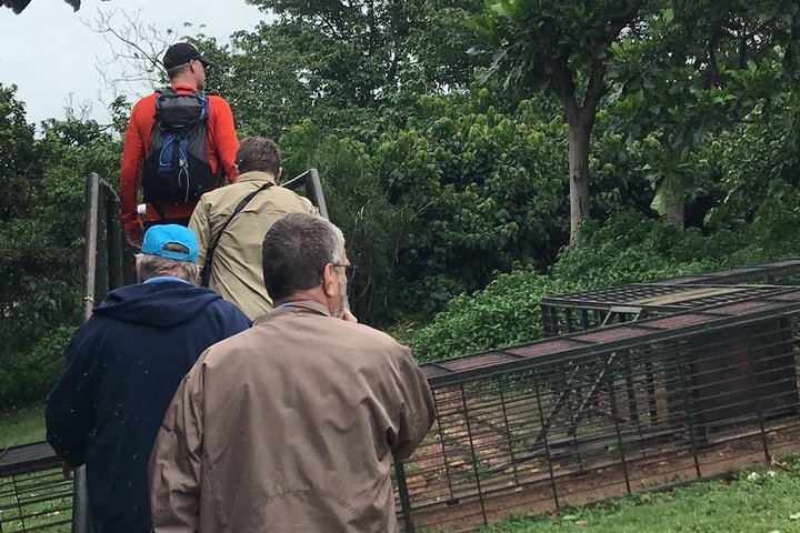 Ngamba Island Chimpanzee Experience, Entebbe and Victoria Tour
