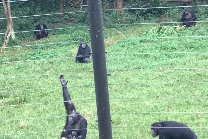Ngamba Island Chimpanzee Experience, Entebbe and Victoria Tour