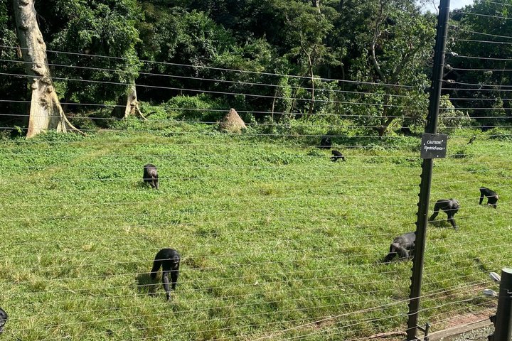 Ngamba Island Chimpanzee Experience, Entebbe and Victoria Tour