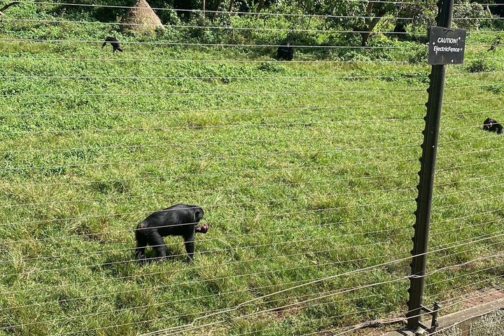 Ngamba Island Chimpanzee Experience, Entebbe and Victoria Tour