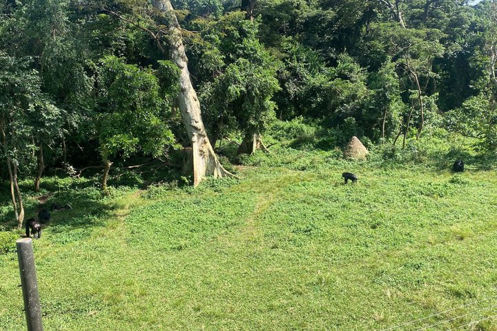 Ngamba Island Chimpanzee Experience, Entebbe and Victoria Tour