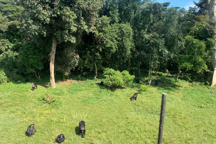 Ngamba Island Chimpanzee Experience, Entebbe and Victoria Tour
