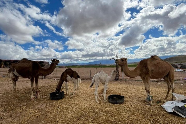 Marrakech Desert Agafay Quad & Camel with Lunch & swimming pool