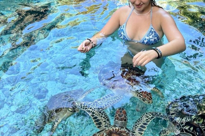 Swimming with Sea Turtles and Jozani Forest in Zanzibar