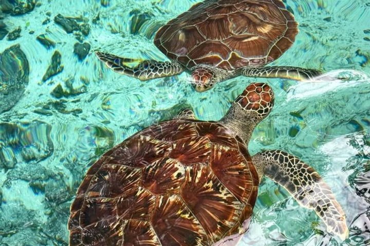 Swimming with Sea Turtles and Jozani Forest in Zanzibar