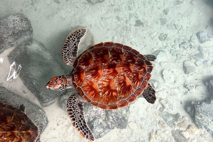 Swimming with Sea Turtles and Jozani Forest in Zanzibar